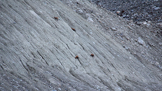 Not much grass to eat for the chamois 
 Maybe the salt or other minerals hidden in the ground