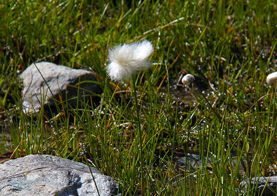 Eriophorum 
 (Cottongrass, Cotton grass or Cottonsedge)