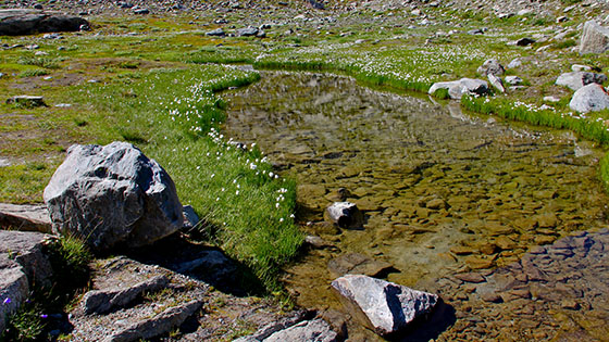 Eriophorum bordering a small pond close to 
 Mrjelesee