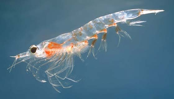 Krill 
 Permission to redistribute under the GNU Free Documentation License 
 Source is MarEco via Wikimedia Commons
