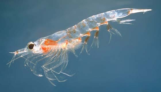Krill 
 Permission to redistribute under the GNU Free Documentation License 
 Source is MarEco via Wikimedia Commons