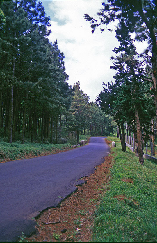 Approaching the Mare aux Vacoas