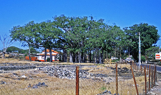 Near the Tamarin Salt Fields