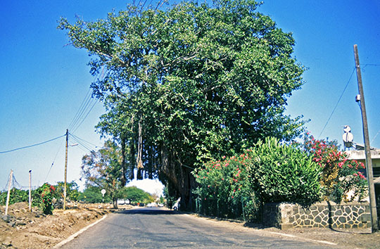 Banian tree near the Tamarin Salt Fields 
 When I went back there in 2013 the tree was missing 
 1992