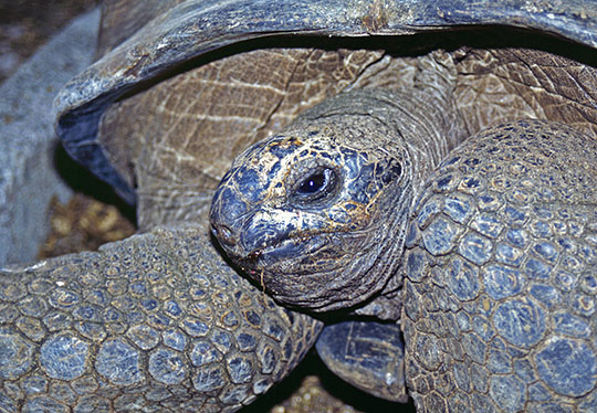 The giant tortoises were not there anymore in 2013. We found some at Chamarel. Did they simply get moved there?