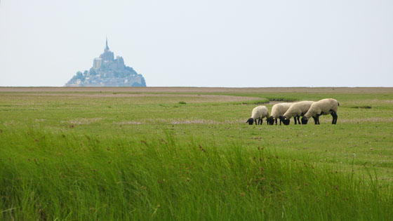 Agneau de pr
sal is a lamb raised in these salt marsh meadows 
 The unique taste of their meat comes from the high salinity of the grass 
  Despite what one might think, the meat does not taste salty