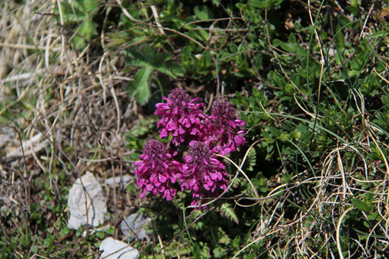 Pdiculaire verticille (Pedicularis verticillata)