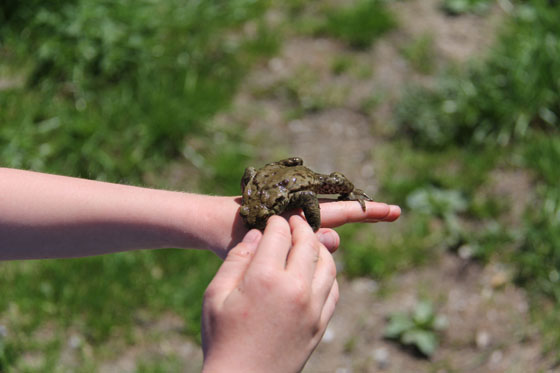 Frog in Lake Oberstockesee