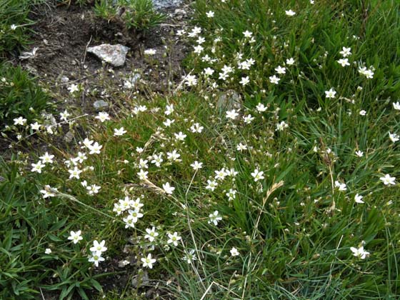 White flours 
 Intense smell caracterisic of the high alpine fields