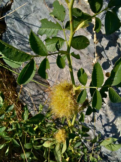 Dog Rose Bedeguar gall caused by a cynips, the Diplolepis rosae 
 Dog Rose (Rosa canina) is known as the glantier in France