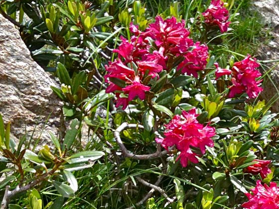 Rhododendron Ferrugineux 
 typically grows above the tree line in the Alps